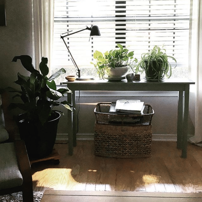 Plants by the window