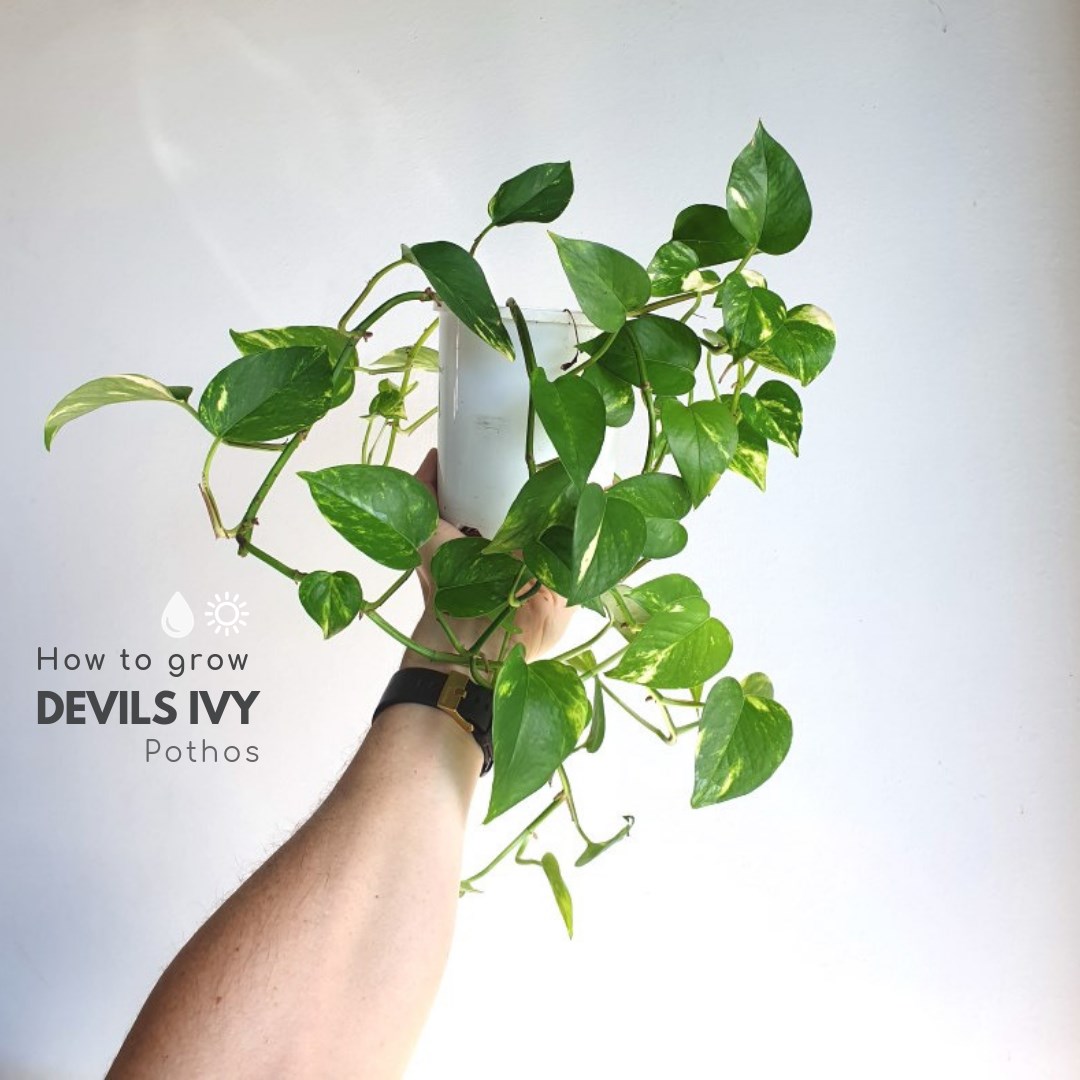 Devils Ivy with hand