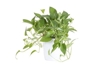 Devils Ivy