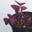 Oxalis Triangularis – light and watering
