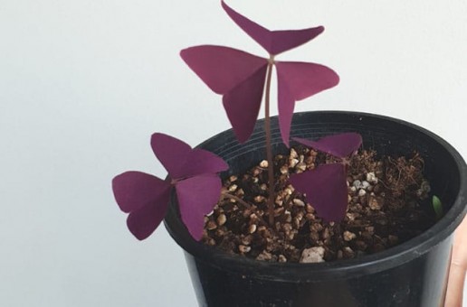 Oxalis Featured Media