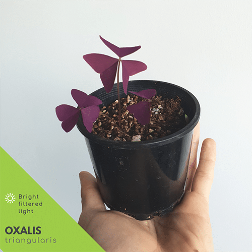 Oxalis Triangularis in pot