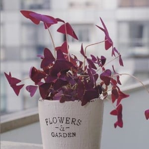 Oxalis on balcony