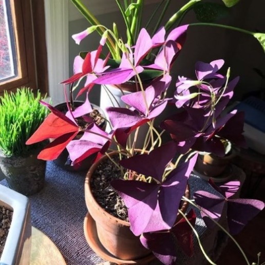 Oxalis on window sill