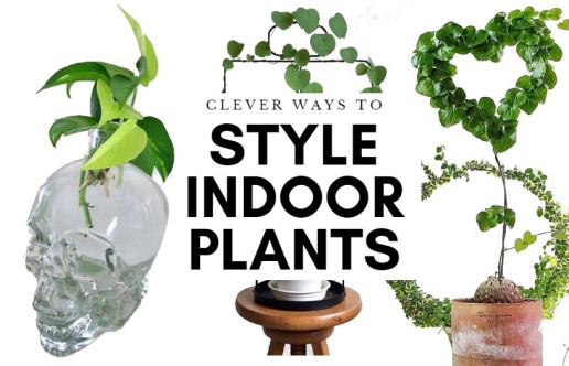 Plant Styling ideas feature image