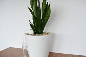 PlantMaid can be set to automatically water the Snake Plant