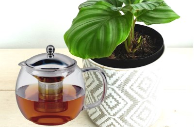 Tea and Plant Featured Image