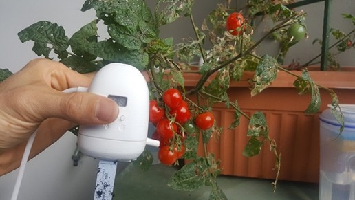 PlantMaid in front of a tomato plant