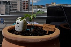 PlantMaid watering tomatoes on balcony
