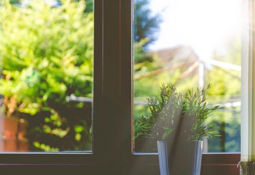 Plant receiving sunlight