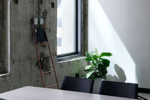 Fiddle leaf fig plant in corner of room