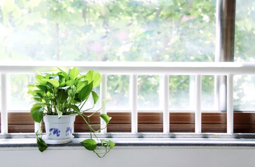 Plant on the window sill