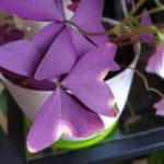 Oxalis with burnt leaves