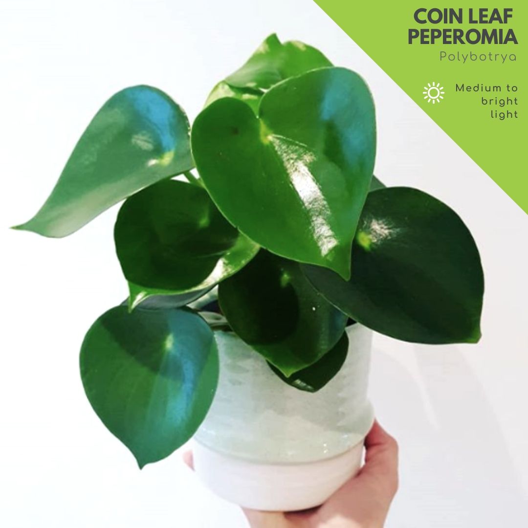 Peperomia Polybotrya