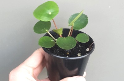 Pilea Peperomiodes Feature image