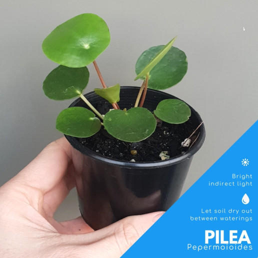 Pilea Peperomioides in plastic pot