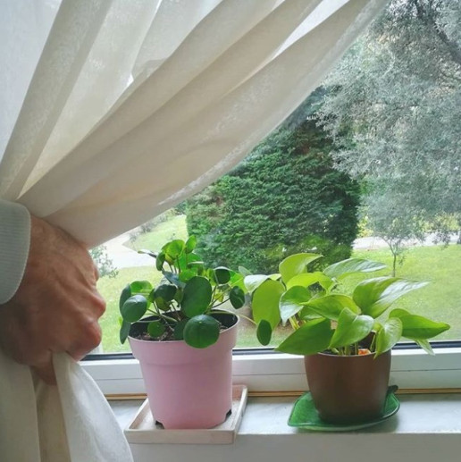 Pilea behind curtain