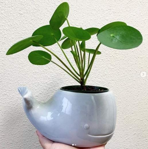 Pilea in Whale Pot