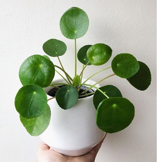 Pilea in a white pot