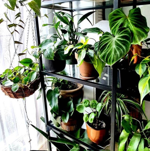 Pilea on a shelf