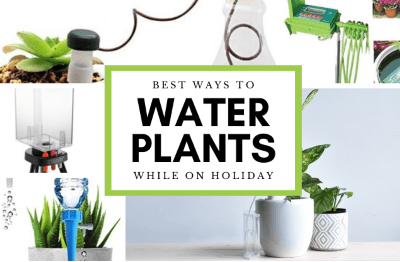 Watering on Holiday featured image