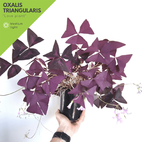 Oxalis Triangularis Part 2
