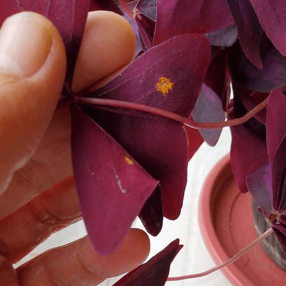 Oxalis with burnt leaves
